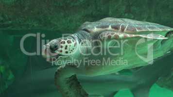 Sea Turtle Swimming In Aquarium