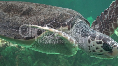 Sea Turtles Swimming In Water