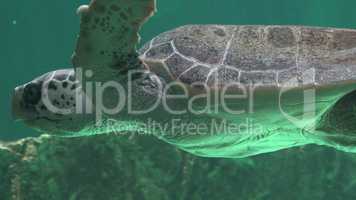 Sea Turtles And Marine Life