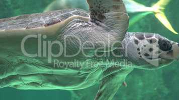 Sea Turtles And Marine Life