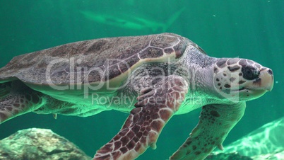 Sea Turtle And Other Marine Animals