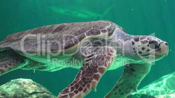 Sea Turtle And Other Marine Animals