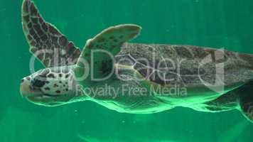 Sea Turtles And Reptiles