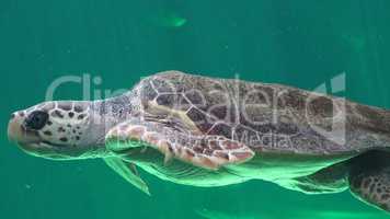 Sea Turtles And Reptiles