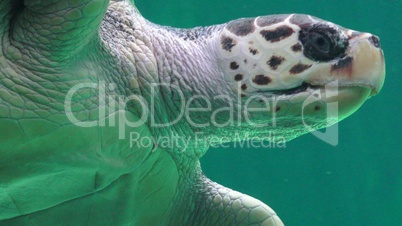 Sea Turtle Marine Life