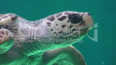 Sea Turtle Marine Life