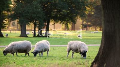 Flock of sheep or lambs grazing on grass in English countryside field