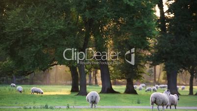 Flock of sheep or lambs grazing on grass in English countryside field