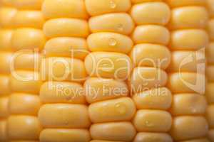 Pattern of fresh sweet corn