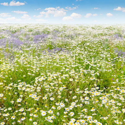 Field with daisies and blue sky, focus on foreground. Shallow de
