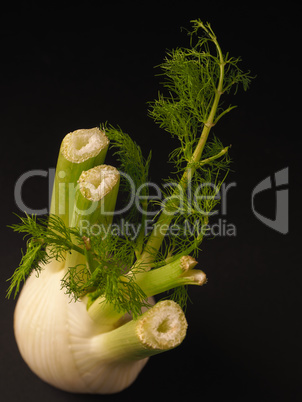 Fresh fennel on a dark background