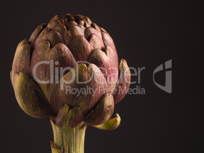 Fresh organic artichoke