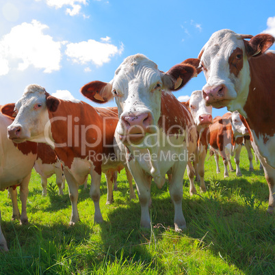 Montbeliarde cows