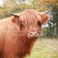 Highland cow