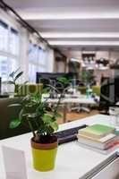 Pot plant, keyboard and book on office desk