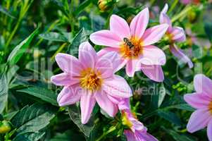 Dahlia, bee on a flower. Focus it on the flowers. Shallow depth