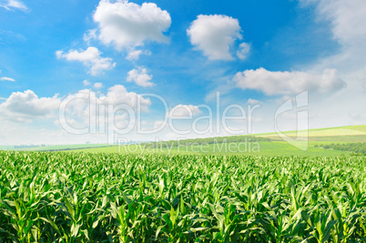 green corn field and blue sky