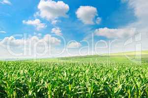 green corn field and blue sky