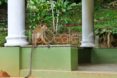 Funny monkey with a long tail, sitting in the gazebo Botanical G