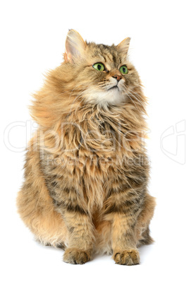 domestic cat isolated on a white background