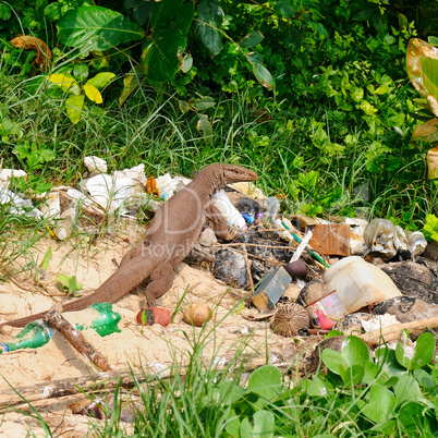 giant lizard on a garbage dump