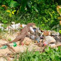 giant lizard on a garbage dump