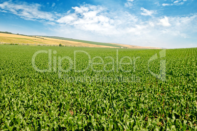 green corn field and blue sky