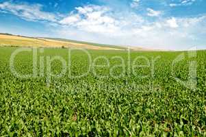 green corn field and blue sky