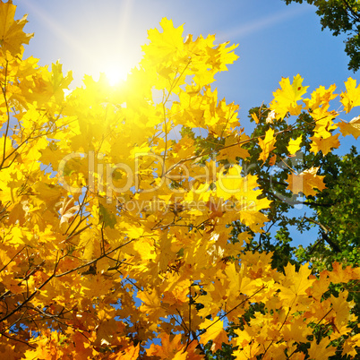 tree branches and yellow autumn leaves against the blue sky and