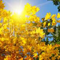 tree branches and yellow autumn leaves against the blue sky and