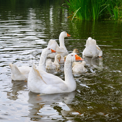 a flock of white geese floats in the lake water