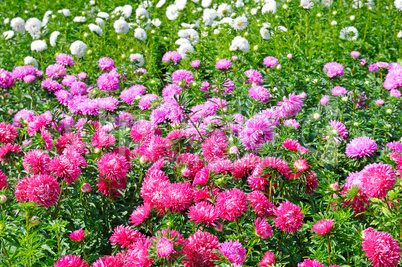 Flowerbed of multi-colored asters. Focus on a red flower. Shallo