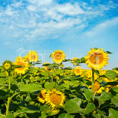 Sunflower flower against the blue sky and a blossoming field