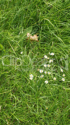 Meadow grass