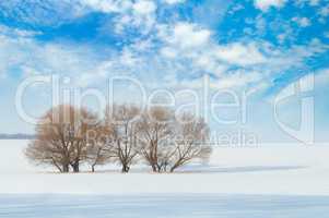 snow-covered field and trees in the snow on a background of blue