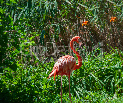 Pink flamingo in the green bushes