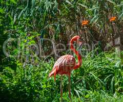 Pink flamingo in the green bushes