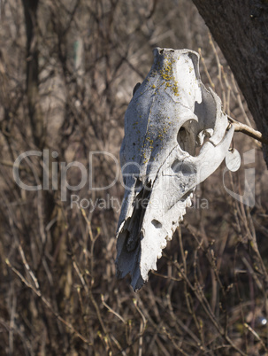 White animal skull