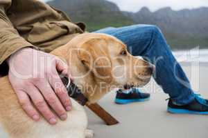 Mans hand papering dog at the beach