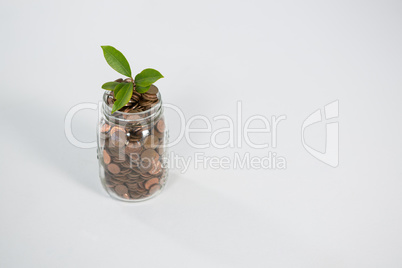 Plant growing in savings coins
