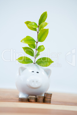 Green plant growing from a piggy bank