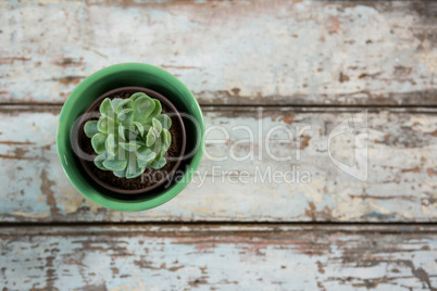 Pot plant on table