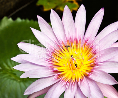 Pink tropical lotus.