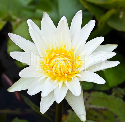 White lotus flower.