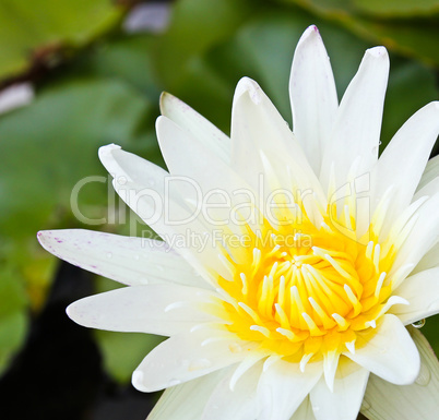 White lotus flower.