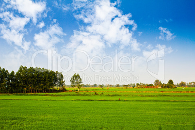 View of a field