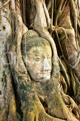 A buddha head inside a tree in Thailand