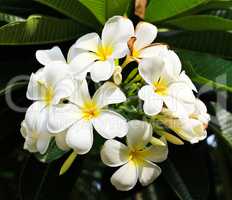 White and yellow frangipani flowers with leaves in background.