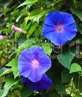Blossoming blue flower.