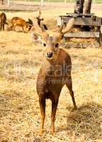 An adorable image of a young fawn.